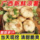 櫻鮮廣西新鮮涼薯現挖白心地瓜水果沙葛現挖豆薯番薯農家特產(chǎn)時(shí)令蔬菜 5斤 【大果】當天現挖 精選品質(zhì)