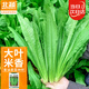 北蔬 油麥菜種子種苗甜脆大棵四季蔬菜種籽 卓脆米香油麥菜種子600粒