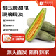趣嘗鮮 山東頭茬 翡玉脆甜瓜 凈重4.5斤 單枚250g起 源頭直發(fā) 一件包郵