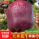 【高山原產(chǎn)地】甘肅天水花牛蘋(píng)果紅蛇粉面蘋(píng)果平果水果禮盒中秋 普箱天水花牛蘋(píng)果帶箱2斤凈重1.7斤65mm-70mm