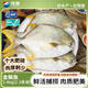 翔泰海南深海金鯧魚(yú)2.4斤/3-4條凈重BAP認證生鮮魚(yú)類(lèi) 海鮮水產(chǎn)