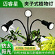 邁睿星led植物生長(cháng)燈夾子款軟管射燈360度可調角度室內盆栽綠植補光燈 單頭10W 全光譜-6000K白光