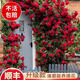 愛(ài)你一萬(wàn)年【1米6大苗】薔薇花苗爬藤四季花卉藤本月季特大花植物盆栽玫瑰花 【粉色龍沙寶石】爬藤苗（55cm高）帶土球