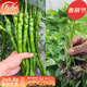 壽禾 辣椒苗大全各種椒苗小米椒壽光大型苗場(chǎng)菜苗朝天椒帶土春蔬菜苗 線(xiàn)椒苗 6棵