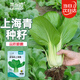菜禾地上海青種子苗四季種青菜小白菜油菜蔬菜種籽 耐抽苔上海青種子10g