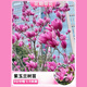 花e流玉蘭花樹(shù)苗帶花苞紅白紫廣玉蘭室外庭院四季花卉盆栽綠化耐寒大樹(shù) 紫玉蘭【3公分粗】1.5米左右高度 當年開(kāi)花