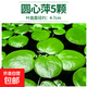 瘋狂水草浮萍水草水上和魚(yú)共養金魚(yú)缸造景古法養魚(yú)凈化水質(zhì)水芙蓉 圓心萍5顆