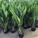意軒一葉蘭盆栽植物室內(nèi)客廳大葉觀(guān)葉綠植四季常青耐寒四季好養(yǎng)花卉 一盆5顆整體[高60-80cm]稀疏
