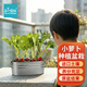 IAM City Farmer盆栽小蘿卜DIY種植趣味蘿卜種子家庭種菜幼兒園兒童好種易活10100