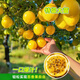 花e流新品欽蜜9號黃金百香果嫁接特大苗四季爬藤陽(yáng)臺庭院盆栽地栽種植 【基地直發(fā) 四季結果】紫香3棵（甜度較低 ）送肥料