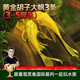 云峰海瑞清潔魚(yú)活體熱帶魚(yú)觀(guān)賞魚(yú)水族寵物工具魚(yú)垃圾魚(yú)老鼠魚(yú)魚(yú)缸除藻 黃金胡子大帆3條（3-5厘米）
