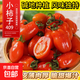 遼寧丹東堿地柿子409小柿子花生小番茄紅色圣女果番茄水果 帶箱約1斤