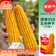 壽禾 鄭單958玉米種子大田糧食種籽 鄭單958種子250gx2包