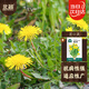 北蔬 蒲公英種子苗四季種野生可食用蔬菜種籽 蒲公英種子10g約1萬(wàn)粒