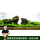 云峰海瑞魚(yú)缸造景套餐魚(yú)缸裝飾活體水草泥陶粒砂底砂對葉牛毛水草種子 青龍石造景 80cm套餐