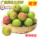 卡布諾廣東茂名三月李信宜錢(qián)排新鮮李子銀妃三華李酸脆孕婦水果生鮮順豐 三月李1斤中果（55-75個(gè)/斤）凈重450g