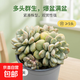 云南精品多肉植物葡萄群生貝瑞群生驚鴻仙子苯巴草莓冰好養小盆栽 葡萄群生 8cm盆冠幅8-10cm(原盆原土發(fā)貨）