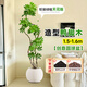 臨雅造型鴨腳木客廳大盆栽鴨掌木鵝掌柴室內落地式大型四季常青綠植物 造型鴨腳木1.5-1.6+米創(chuàng  )意圓球盆
