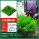 瘋狂水草莫斯水草慕斯魚(yú)缸水草真水草凈化魚(yú)缸造景水生植物 源頭直發(fā)包郵