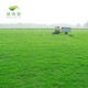 萌肉居剪股穎草坪草皮種子矮生耐踐踏/剪股穎匍匐型混播1斤源頭直發(fā)