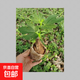 無(wú)花果樹(shù)果苗特大果矮化盆栽波姬紅南方北方陽(yáng)臺種植果樹(shù)苗帶土發(fā) 波姬紅1棵 20cm左右高 原盆土 15cm(含)-25cm(不含)