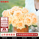 京東鮮花玫瑰花【蜜桃雪山】10枝枝長(cháng)50-55cm鮮切花禮品花束基地源頭直發(fā)