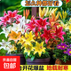 百合花種球香水百合四季開(kāi)花好養活花卉植物室內外花苗盆栽花種子 隨機色百合種球2個(gè)裝