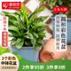 愛(ài)麗思（IRIS）大號花盆塑料多肉樹(shù)脂種植盆室內室外種菜盆 藍色口徑27.8cm2個(gè)裝