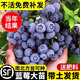 靜黛軒藍莓樹(shù)苗盆栽果樹(shù)苗南北種植特大果庭院陽(yáng)臺四季水果樹(shù)苗 綠寶石4年苗（高25-30cm）帶土
