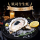 貝司令鮮活乳山生蠔 2XL*12只 禮盒裝 生鮮海鮮 源頭直發(fā)