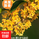 桂花樹(shù)苗盆栽室內四季桂花卉植物金桂丹桂庭院大樹(shù)濃香型綠植開(kāi)花 【金桂】粗2cm 高1.3-1.4米土球發(fā)貨