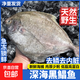 深海天然黑鯧魚(yú)急凍鎖鮮肉厚刺少野生烏鯧黑昌烏昌鐵板昌烏鱗魚(yú)類(lèi) 黑鯧魚(yú)300-350g /包(去鱗去內臟) 1包