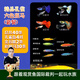 云峰海瑞小型熱帶魚(yú)觀(guān)賞魚(yú)孔雀魚(yú)雜袍孔雀魚(yú)天空藍活體活魚(yú)紅扇血紅 精品孔雀4對+6色斑馬30條+金苔鼠2條 共40條
