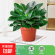 大盆金鉆盆栽綠公主水培植物辦公室內綠植多肉大葉植物除甲醛盆栽 A級大盆金鉆（不含盆）