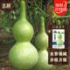 北蔬 巨型葫蘆種子種苗特大觀(guān)賞文玩庭院盆栽葫蘆籽 巨型葫蘆種子20粒