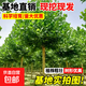 法國梧桐樹(shù)懸鈴木樹(shù)苗大樹(shù)庭院風(fēng)景行道園林綠化苗木中國青桐法桐 法桐樹(shù)苗2公分粗