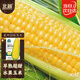 北蔬水果玉米種子苗超甜脆耐熱玉米四季可生吃 美珍206玉米種子30粒