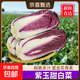 【花青素王者】新鮮紫羅蘭白菜紫色大白菜涼拌沙拉蔬菜山東紫白菜 凈重1000g±100g精品紫白菜