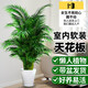 德沃多散尾葵袖珍椰子50-70cm白色螺紋樹(shù)脂盆大型綠植室內盆栽源頭直發(fā)
