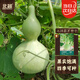北蔬 葫蘆種子苗酒仙葫蘆文玩中等大庭院爬藤盆栽種 大酒葫蘆種子10粒