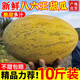 海南哈密瓜八六王5斤新疆甜哈密瓜伽師瓜原品種應季水果新鮮水果9 3斤【帶箱實(shí)惠】