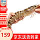 鮮活人生竹節蝦凈重450g 3-5只超大斑節蝦九節蝦年夜飯送禮 源頭直發(fā)包郵