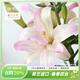 虹越 進(jìn)口春季百合種球3球裝 盆栽地栽易養東方香水百合花卉裸球 【進(jìn)口重瓣LA百合】布加迪（12/14）3球
