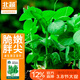 北蔬 豌豆尖種子種苗口口脆豌豆苗四季種蔬菜籽 胖胖尖豌豆尖種子40g