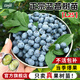 臨雅藍莓樹(shù)果苗盆栽車(chē)厘子種植水果藍梅樹(shù)苗客廳花卉耐寒耐旱好養四季 【旗艦款】L25藍莓（大苗）約50cm