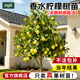 臨雅香水檸檬樹(shù)苗盆栽水果樹(shù)果苗南北方室內庭院名貴四季種植當年結果 【旗艦款】臺灣香水檸檬-1棵