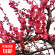 梅花樹(shù)苗庭院盆栽室外耐寒冬梅紅梅臘梅地栽開(kāi)花盆景四季花卉植物 紅梅2公分粗【當年開(kāi)花】
