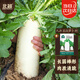 北蔬九斤王白蘿卜種子苗白玉大蘿卜冬季蔬菜種籽 九斤王蘿卜種子20g