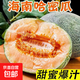 正宗海南哈密瓜脆甜9斤當季新鮮水果甜整箱包郵現摘網(wǎng)紋瓜西州蜜 甄選哈密瓜帶箱9-10斤【凈重8-9斤】