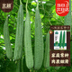 北蔬 絲瓜種子苗棱絲瓜菜瓜早熟陽(yáng)臺盆栽四季菜種籽 八棱絲瓜種子30粒